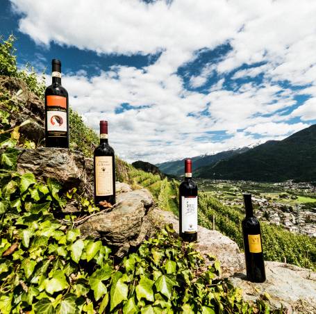 Cantine, wine passion Cantine, wine passion